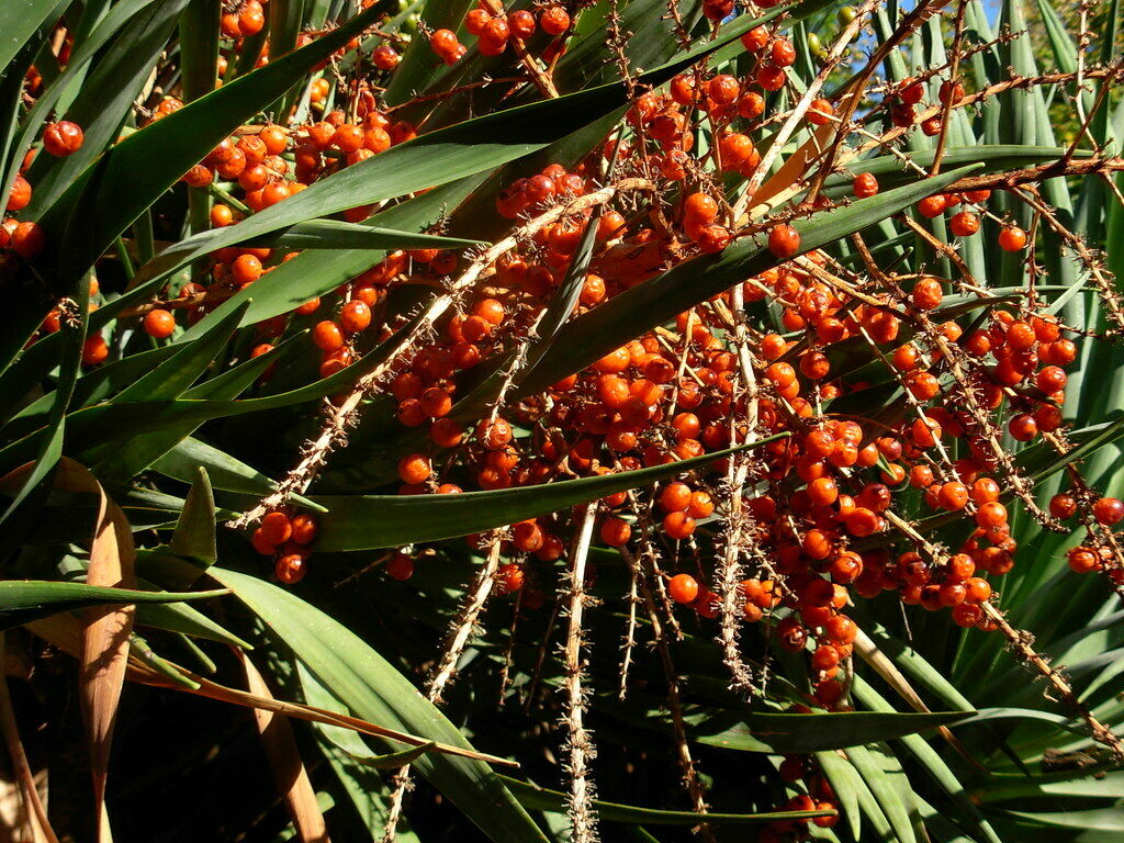 Dragon Tree Dracaena draco 100 Seeds  USA Company