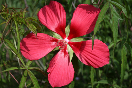 Scarlet Rose Mallow   Hibiscus coccineus  100 Seeds  USA Company