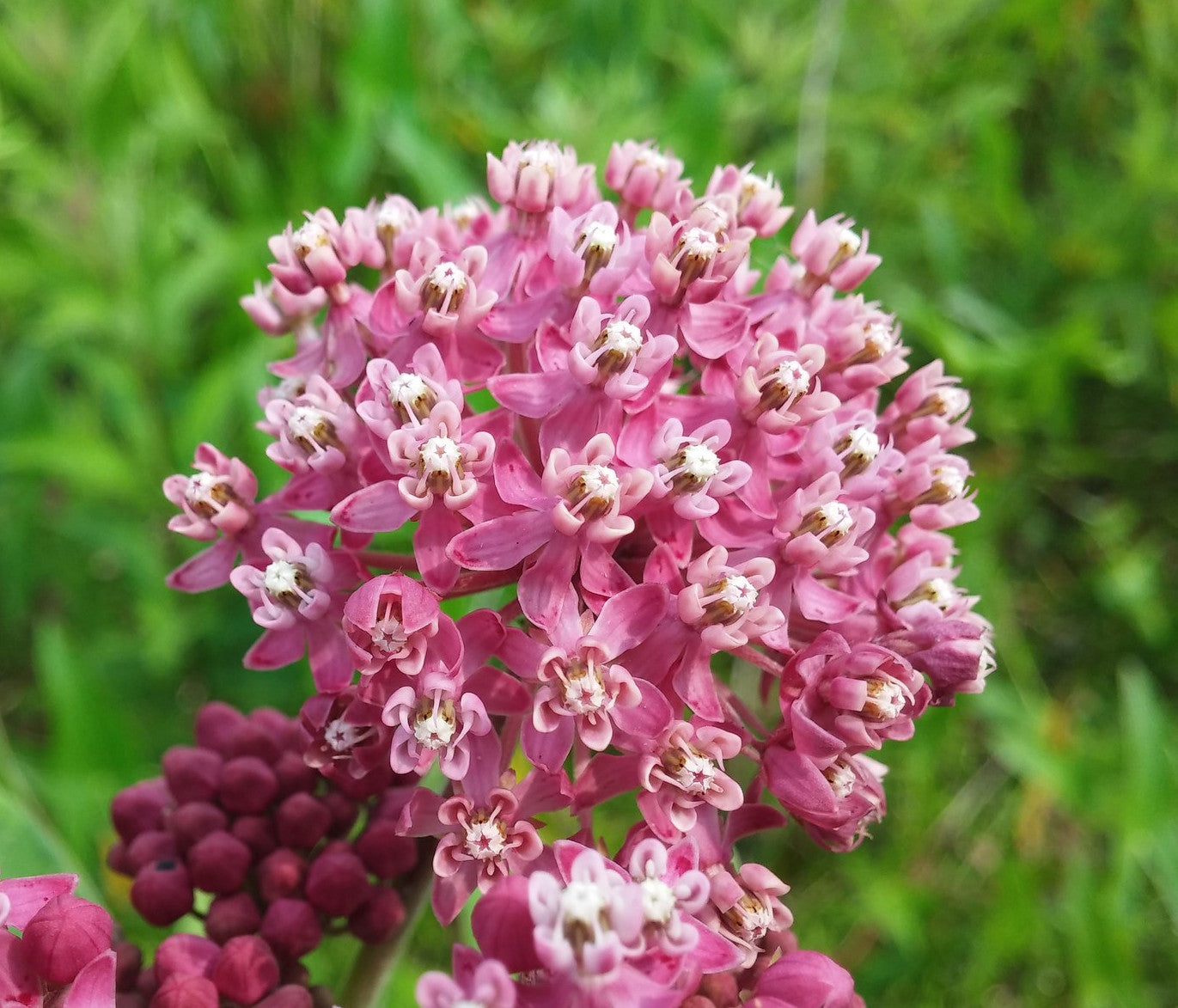 Swamp Milkweed Asclepias incarnata 100 Seeds  USA Company