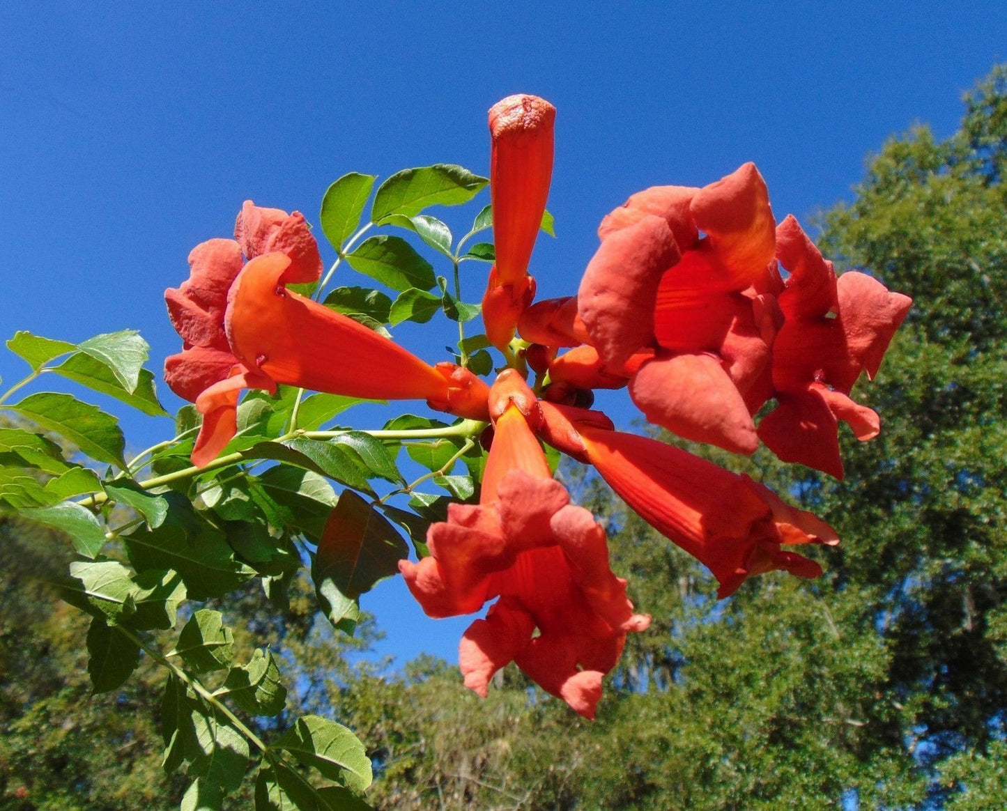 Trumpet Vine Trumpet Creeper Campsis radicans 500 Seeds  USA Company