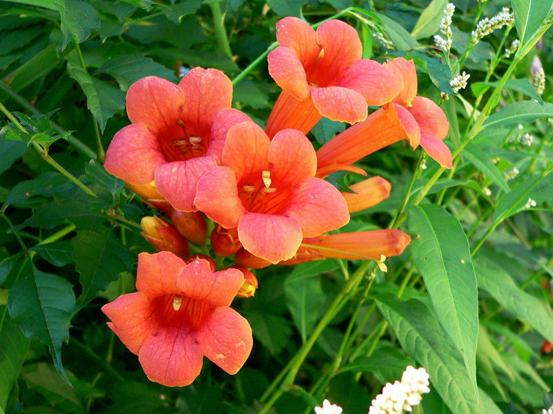 Trumpet Vine Trumpet Creeper Campsis radicans 500 Seeds  USA Company