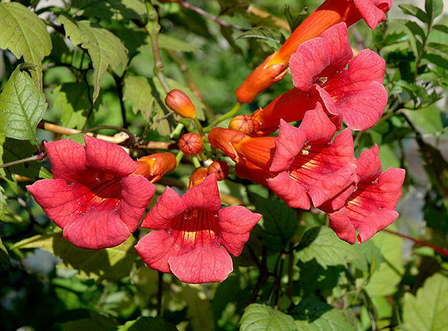 Trumpet Vine Trumpet Creeper Campsis radicans 500 Seeds  USA Company