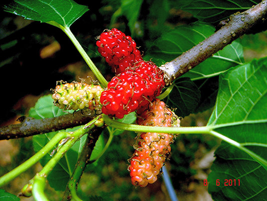 White Mulberry Morus alba 100 Seeds  USA Company  USA Company