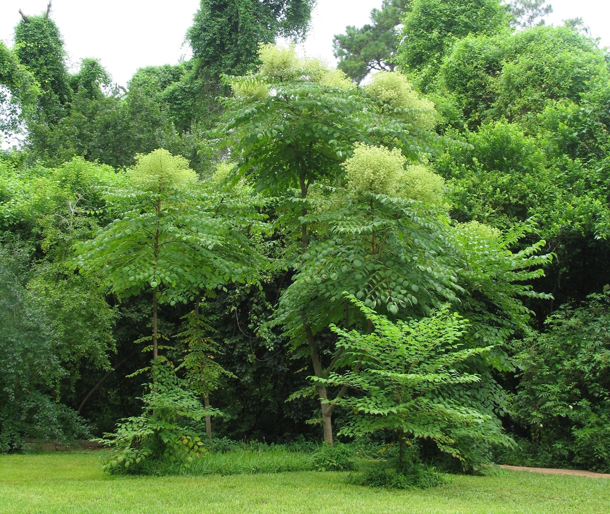 walking stick that plants seeds Devil's Walking Stick Aralia Spinosa 100 Seeds – R&B Floridaseeds