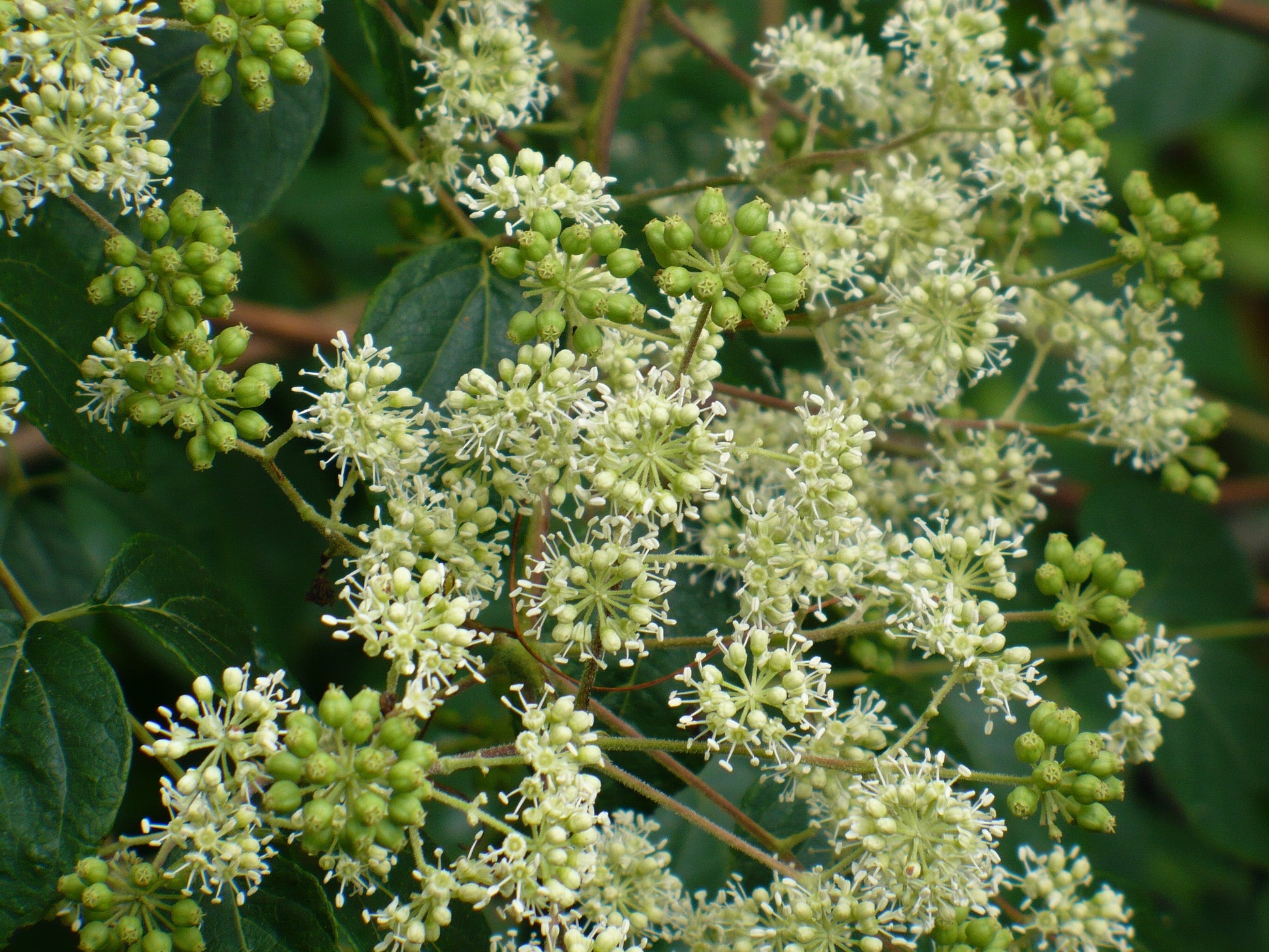 walking stick that plants seeds Devil's Walking Stick Aralia Spinosa 100 Seeds – R&B Floridaseeds