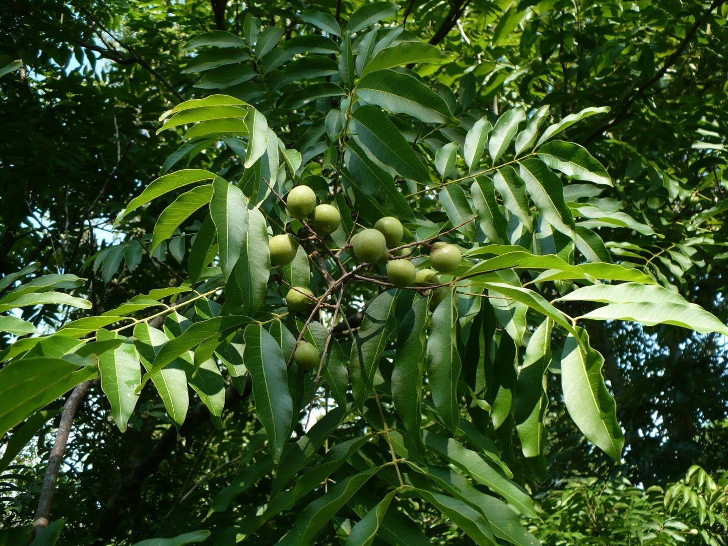 Soapberry Fruits for Natural Soap Florida Soapberry 20 Fruit Hulls