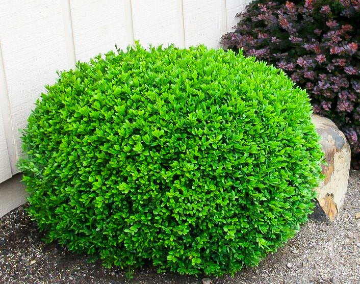 Chinese Boxwood Buxus microphylla 100 Seeds  USA Company