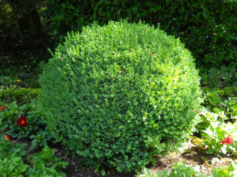 Chinese Boxwood Buxus microphylla 100 Seeds  USA Company