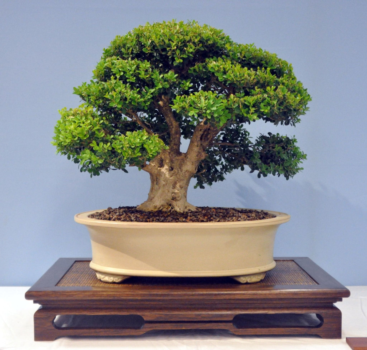 Chinese Boxwood Buxus microphylla 100 Seeds  USA Company