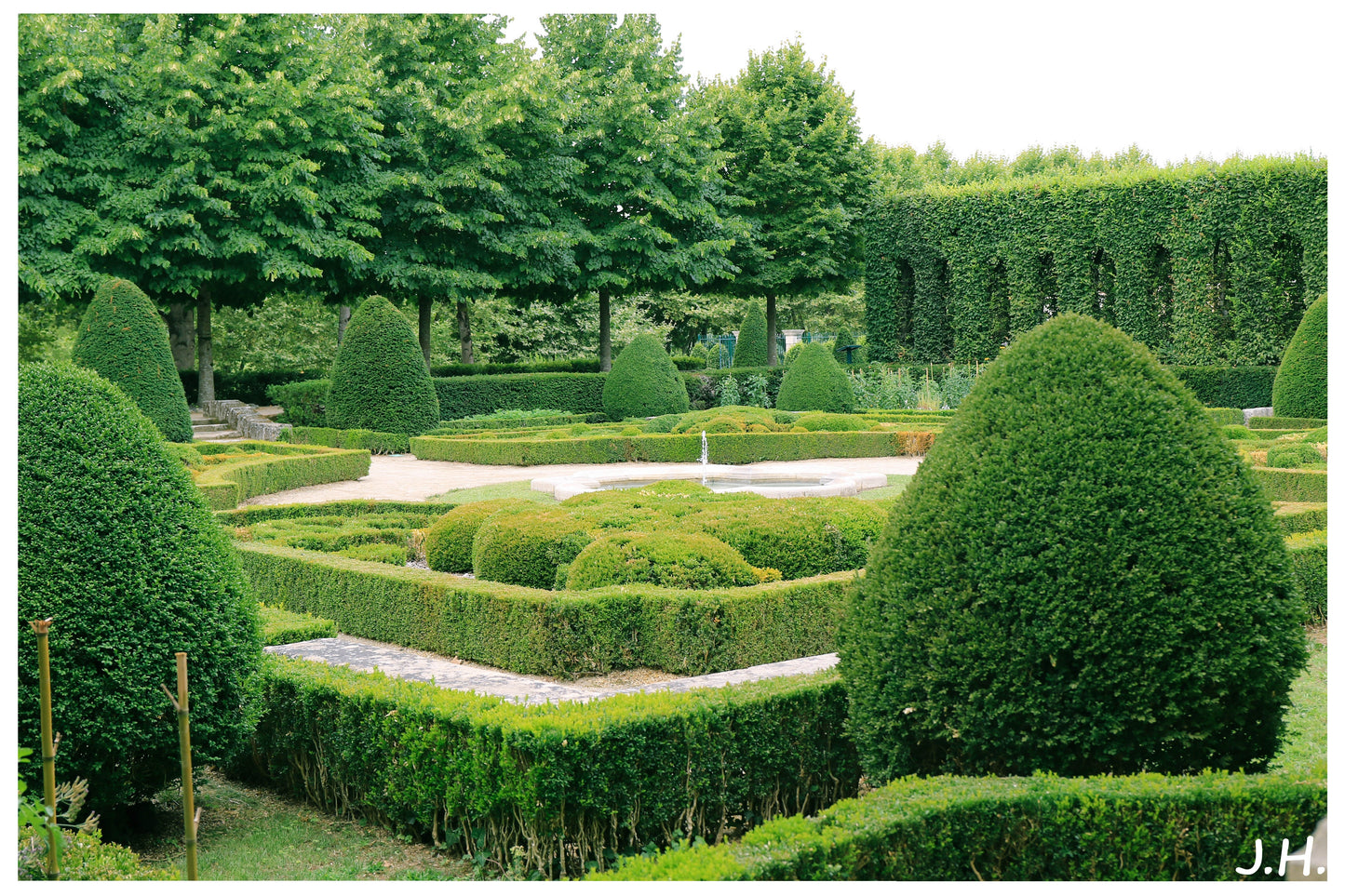 Chinese Boxwood Buxus microphylla 100 Seeds  USA Company