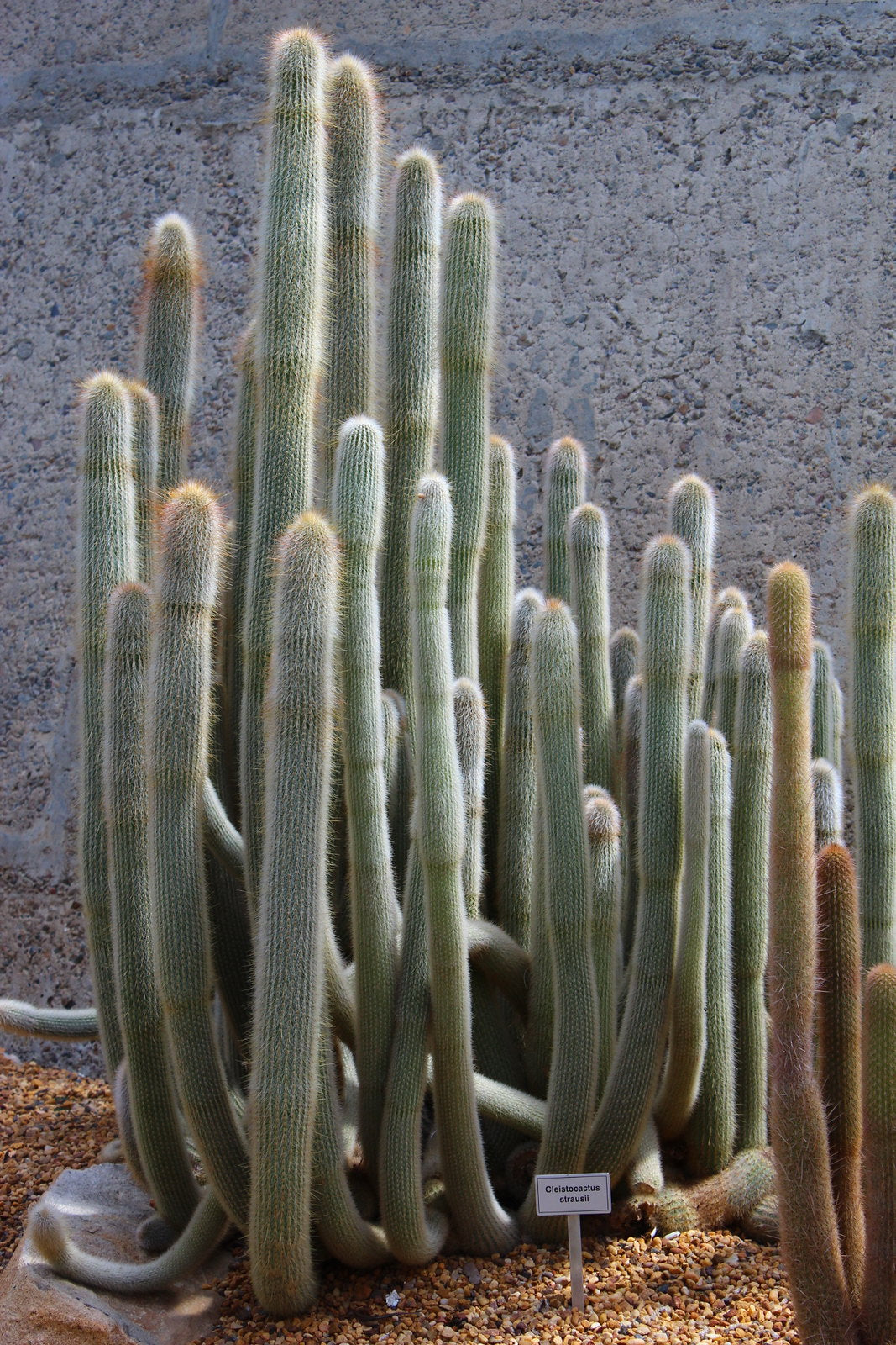 Silver Torch  100 Seeds  Cleistocactus strausii  USA Company