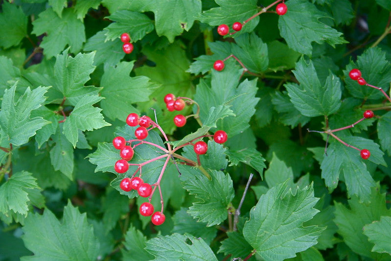 Cranberrybush Viburnum  10 Seeds  Viburnum trilobum