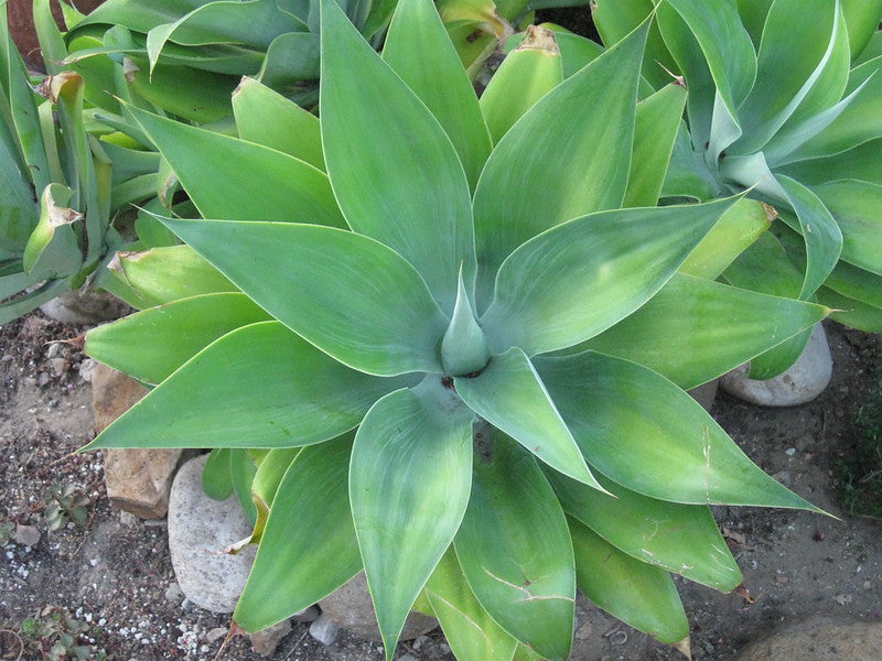 Foxtail Agave   25 Seeds   Agave attenuata