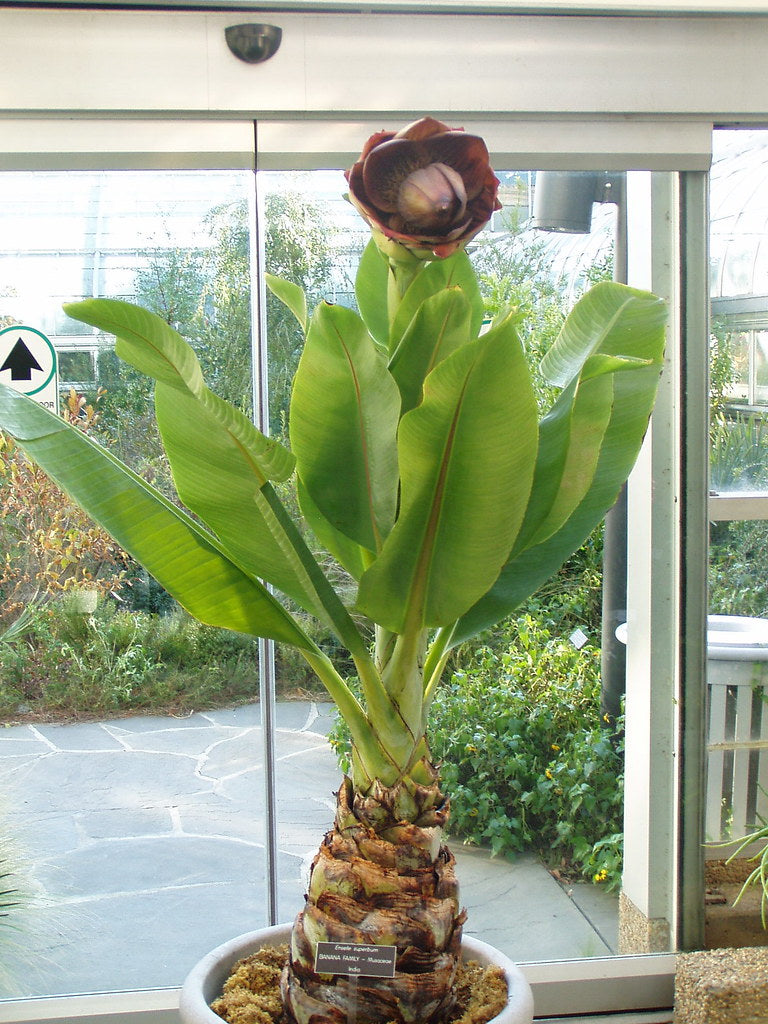 Hardy Cliff Banana   5 Seeds   Ensete superbum