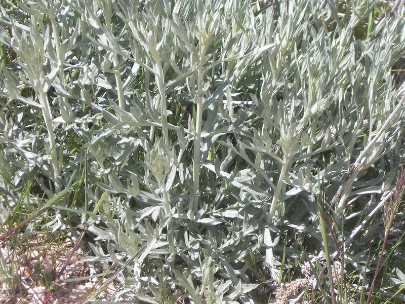 Prairie Sage  1/4 Oz Seeds  Artemisia ludoviciana