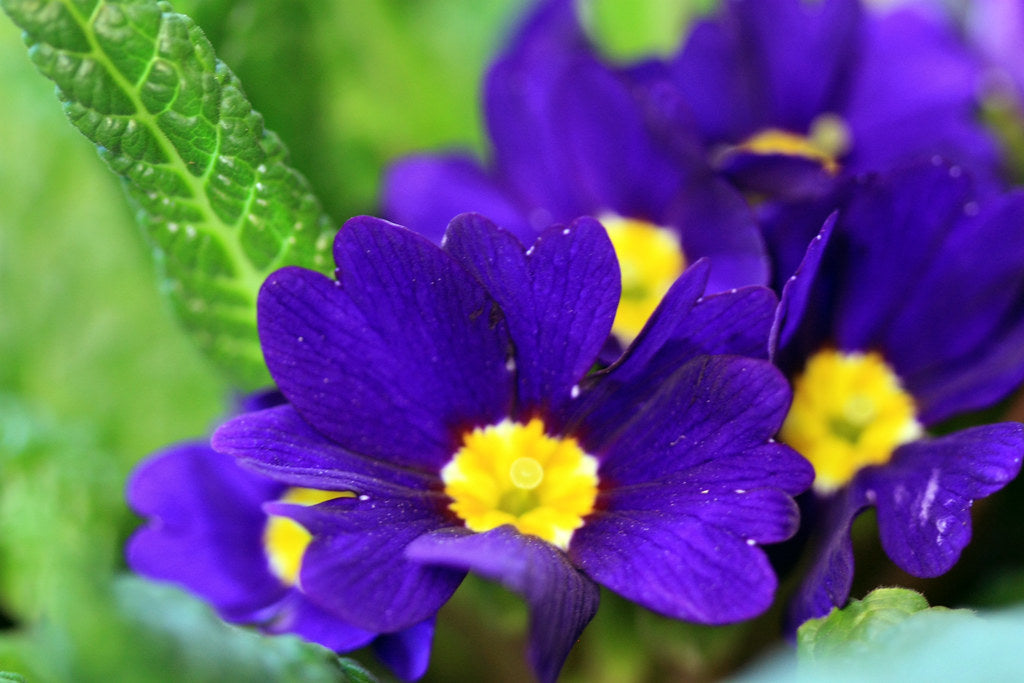 Purple Primrose  100 Seeds  Primula acaulis