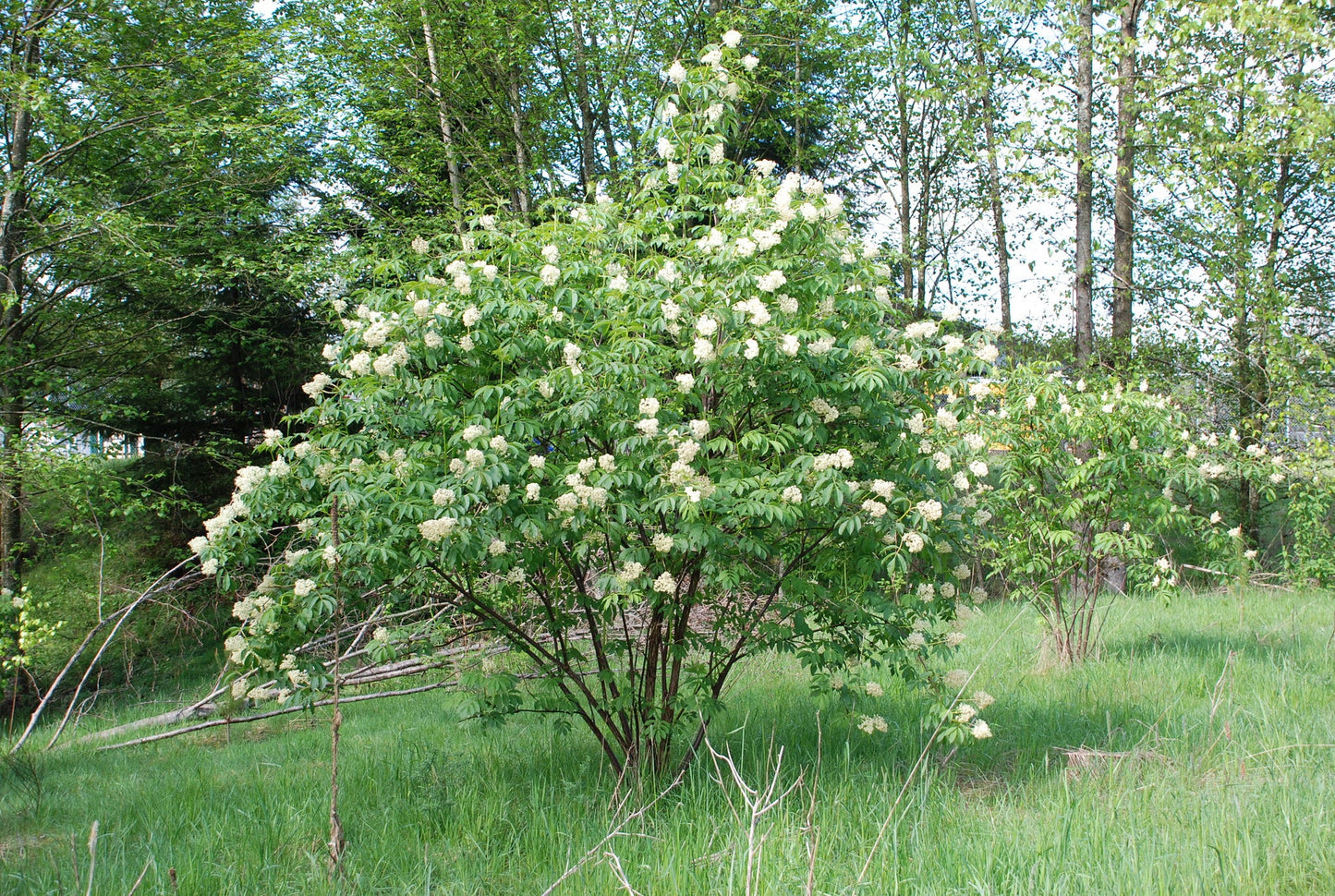 Red Elderberry Sambucus racemosa 100 Seeds  USA Company