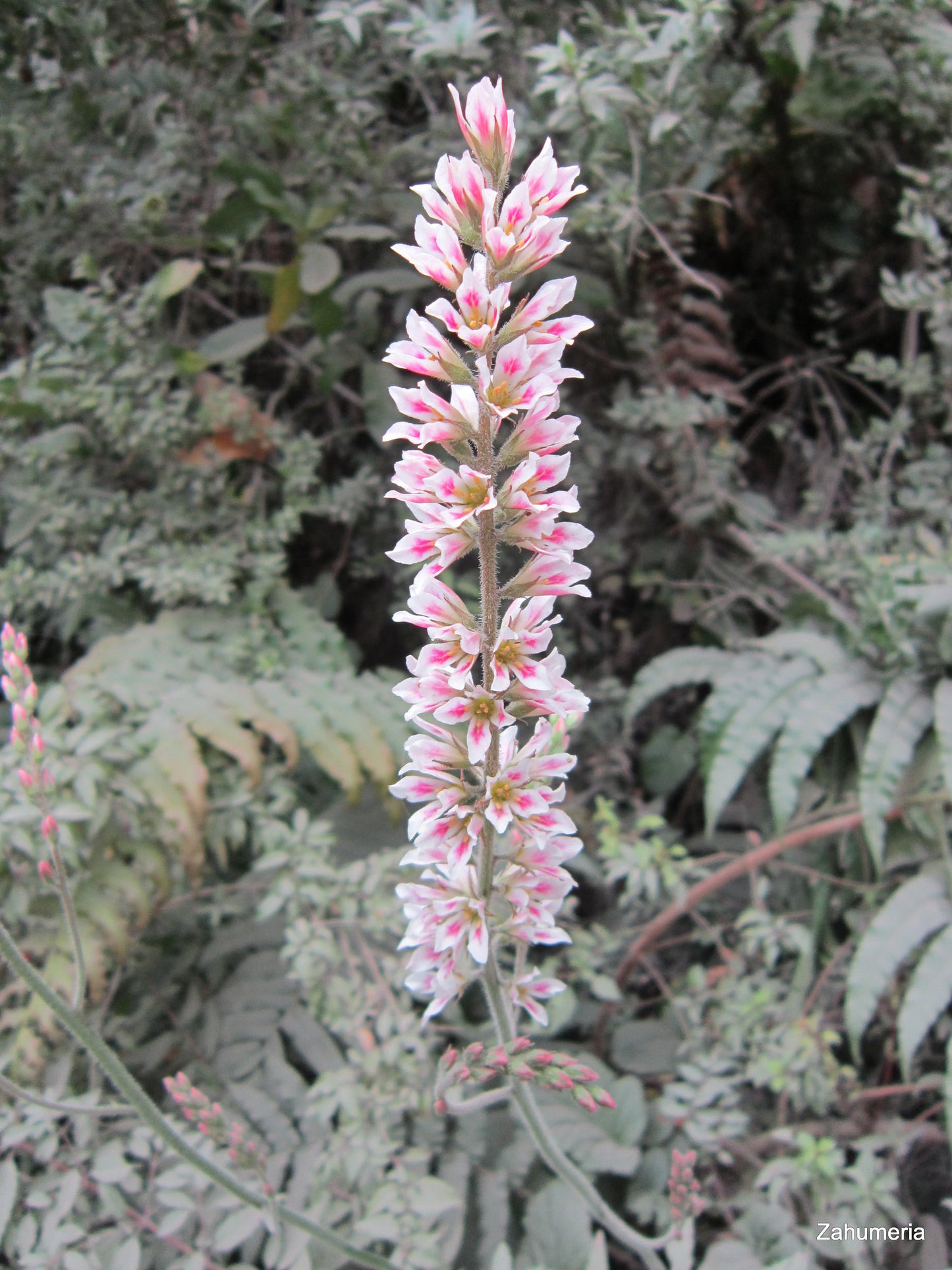 Bridal Wreath  400 Seeds  Francoa appendiculata