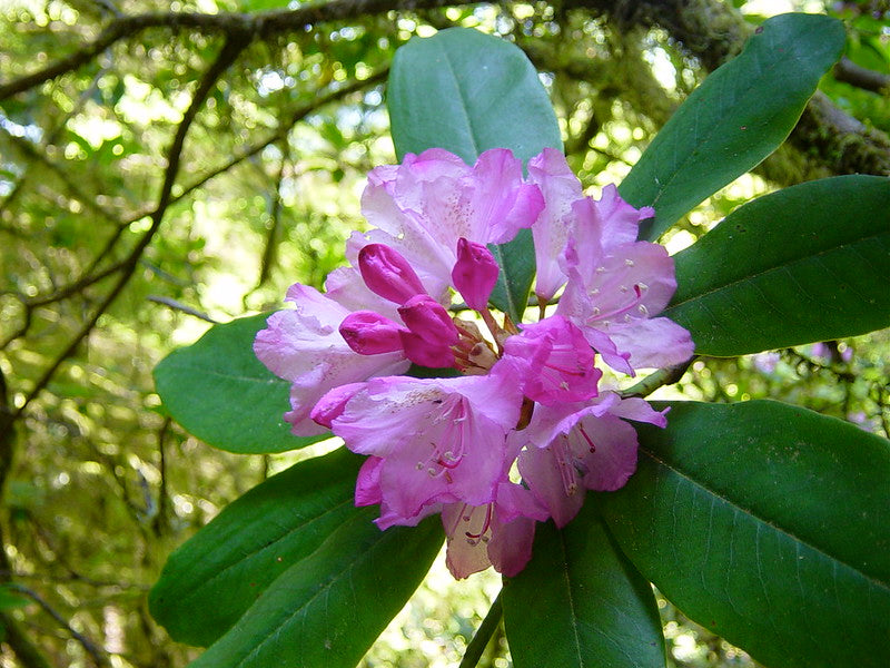 Pacific Rhododendron Rhododendron macrophyllum 100 Seeds – R&B Floridaseeds