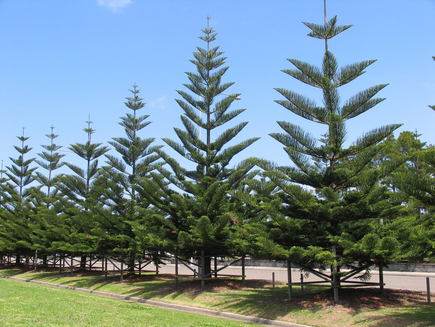 Norfolk Island Pine   5 Seeds   Araucaria excelsa