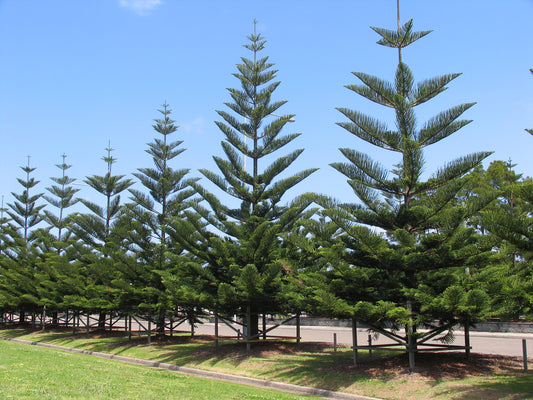 Norfolk Island Pine   5 Seeds   Araucaria excelsa