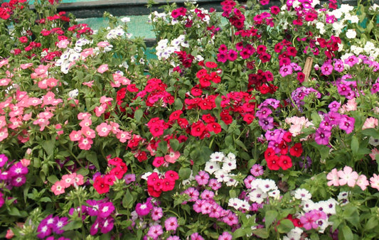 Phlox Mix  100 Seeds  Phlox drummondii