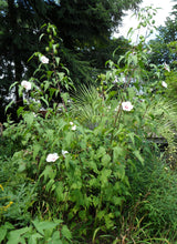 Load image into Gallery viewer, Halbertleaf Rosemallow  20 Seeds  Hibiscus laevis