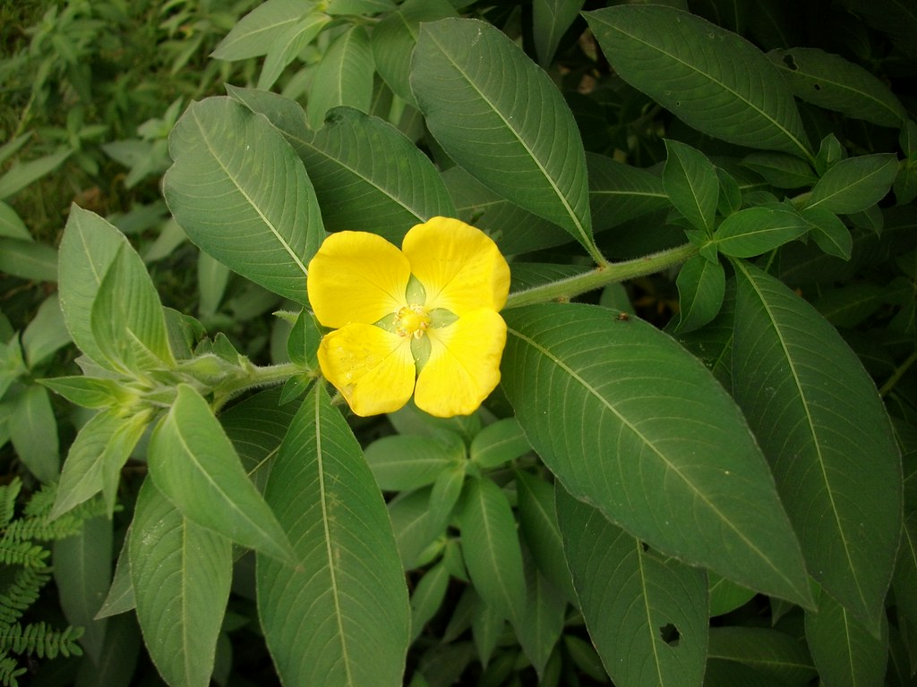 Peruvian Primrose  50 Seeds  Ludwigia peruviana