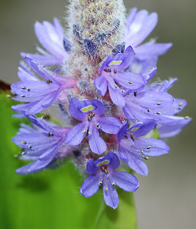 Pickeralweed  100 Seeds  Pontederia cordata