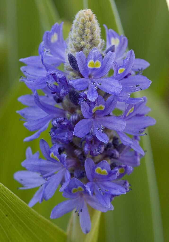 Pickeralweed  100 Seeds  Pontederia cordata