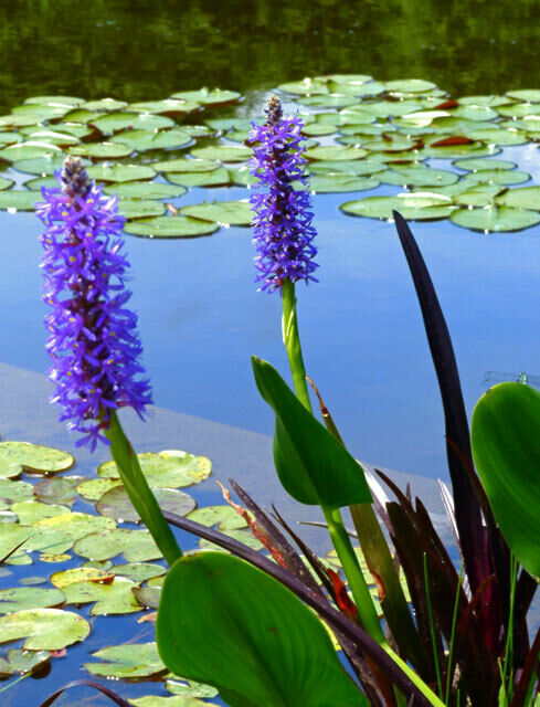 Pickeralweed  100 Seeds  Pontederia cordata