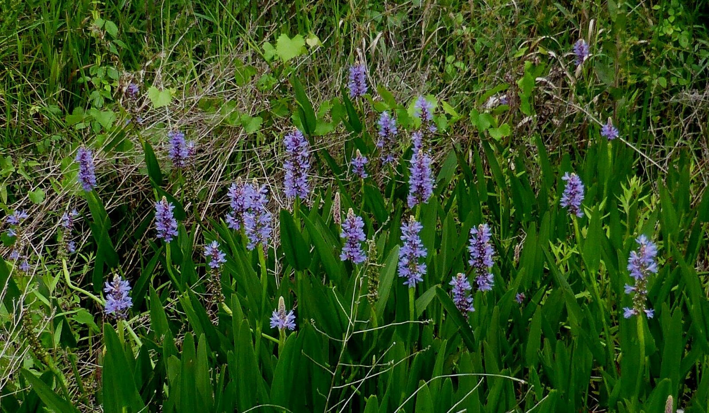 Pickeralweed  100 Seeds  Pontederia cordata