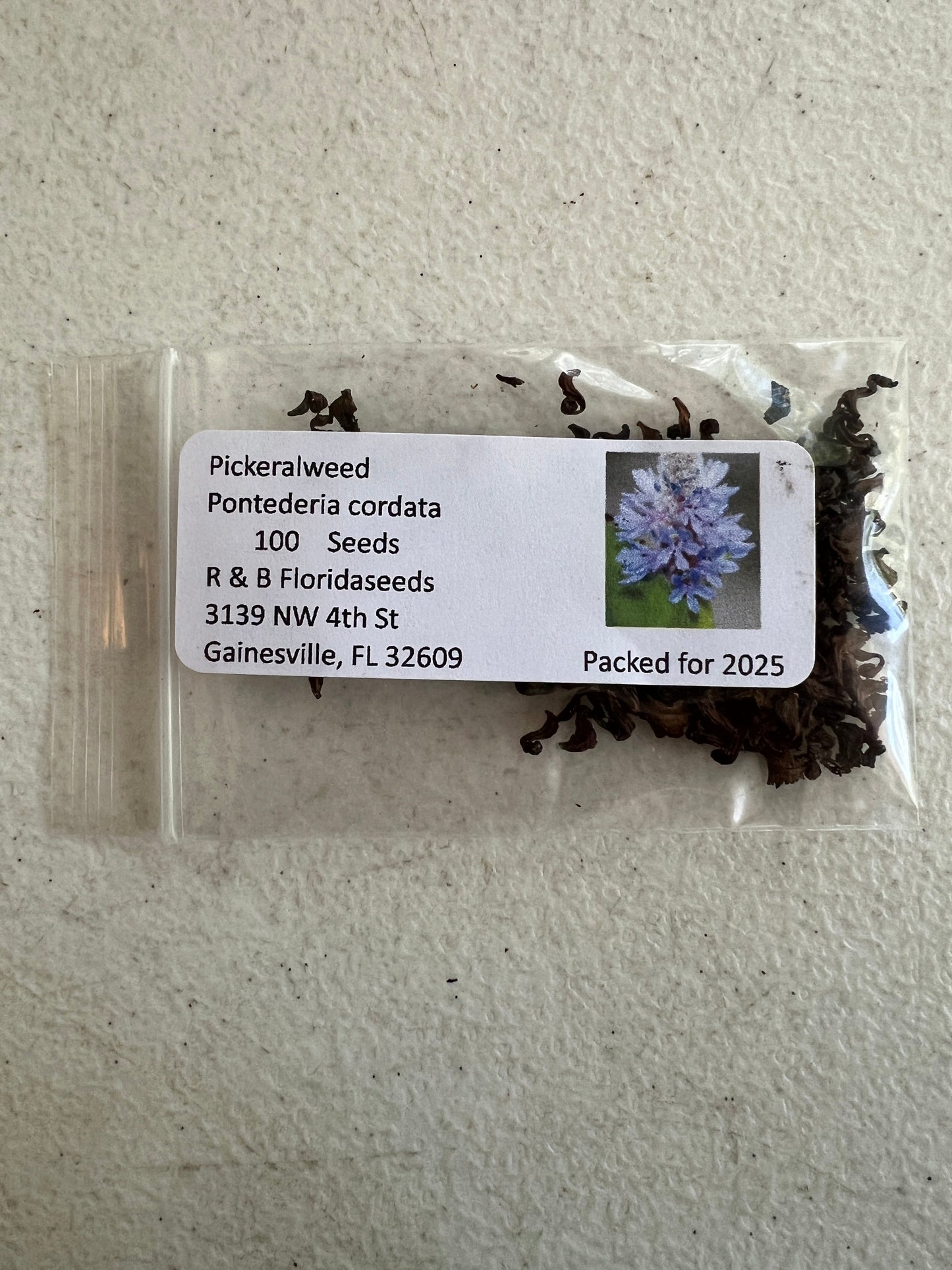 Pickeralweed  100 Seeds  Pontederia cordata