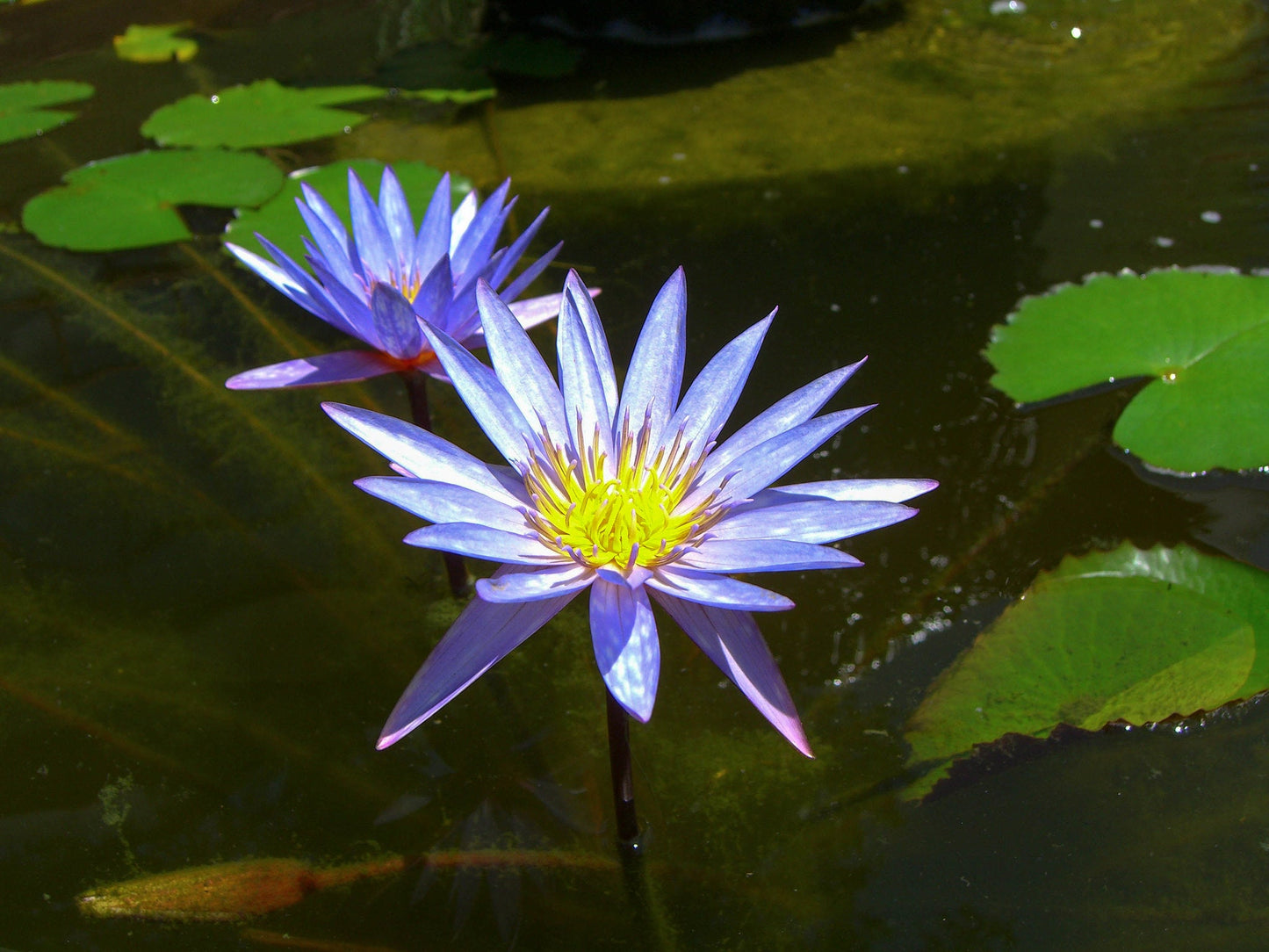 Blue Water Lily Nymphaea nouchali 10 Seeds – R\u0026B Floridaseeds, image size:1445x1084