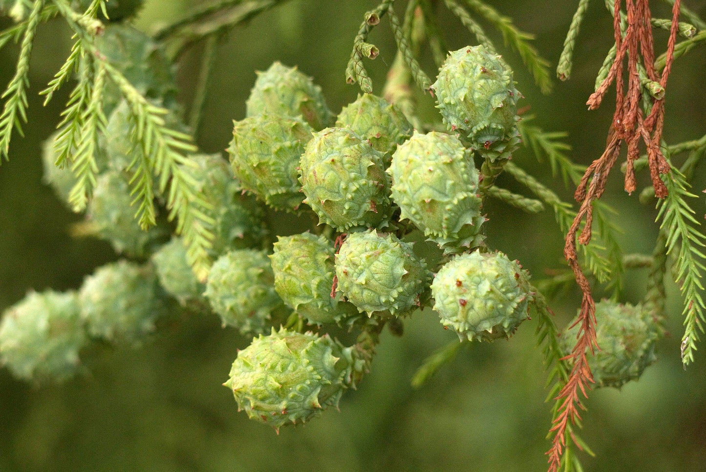Chinese Swamp Cypress 10 Seeds Glyptostrobus pensilis
