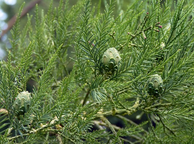 Chinese Swamp Cypress 10 Seeds Glyptostrobus pensilis