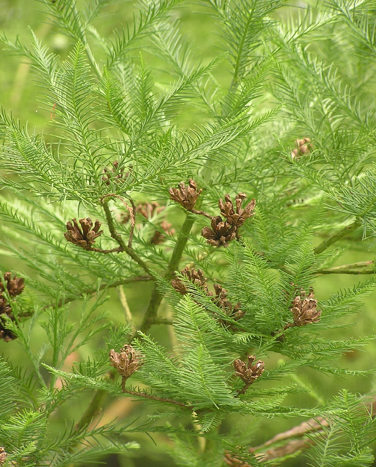 Chinese Swamp Cypress 10 Seeds Glyptostrobus pensilis