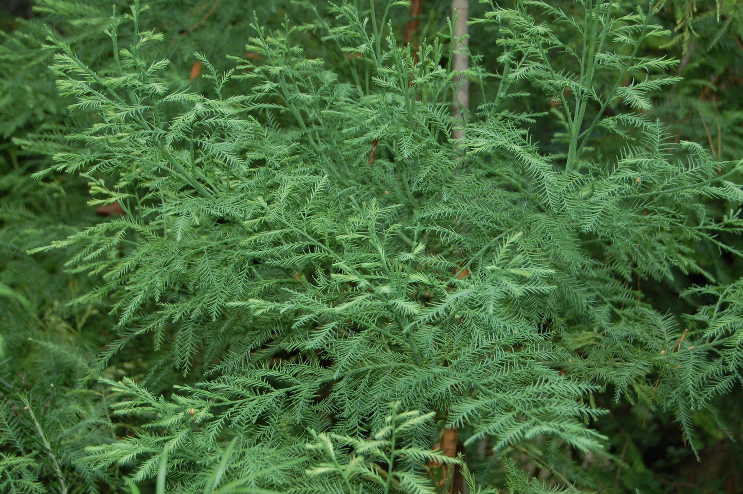 Chinese Swamp Cypress 10 Seeds Glyptostrobus pensilis
