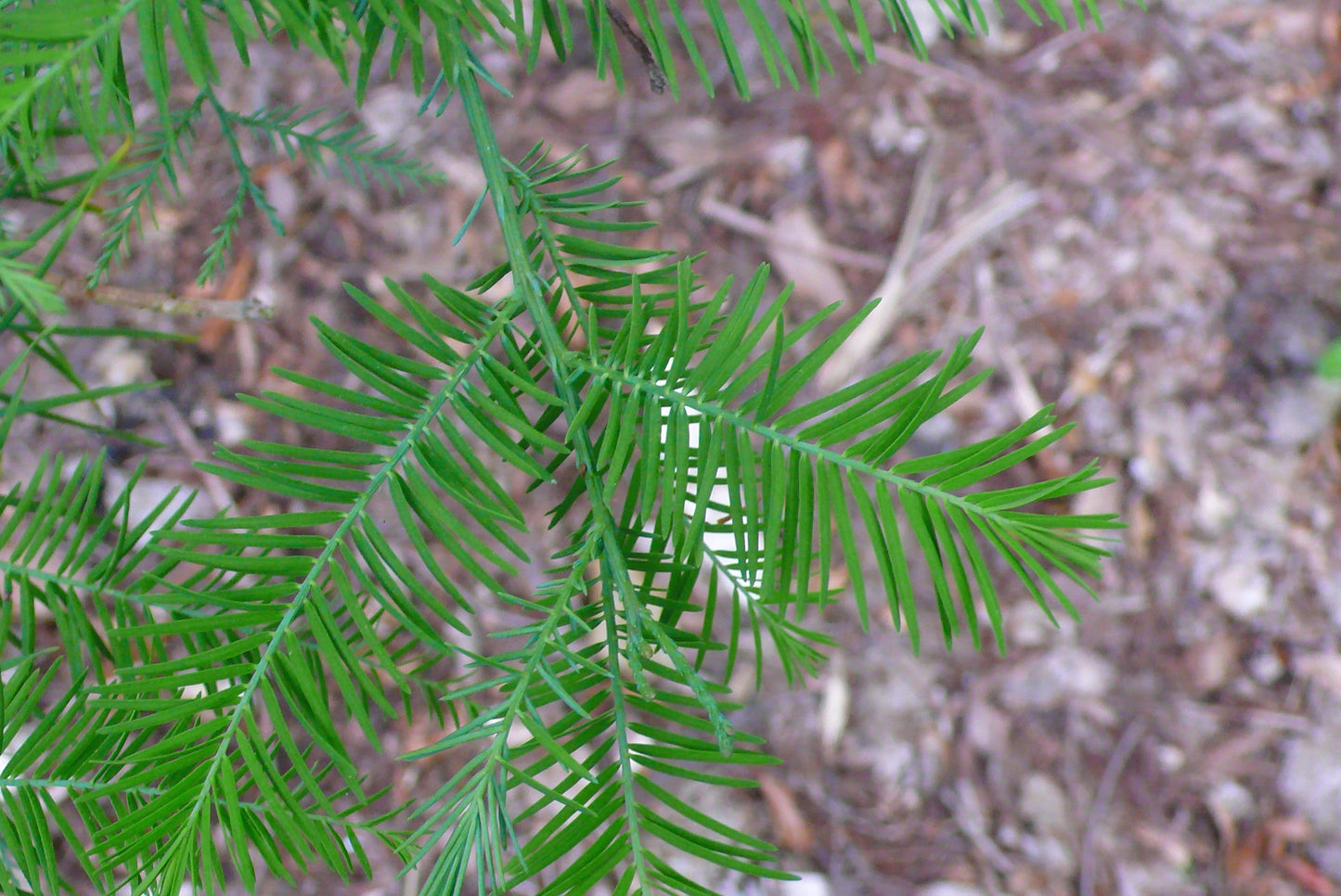 Chinese Swamp Cypress 10 Seeds Glyptostrobus pensilis