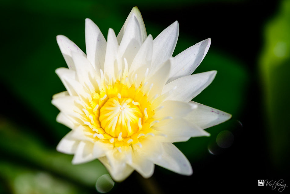 White Water Lily Nymphaea pubescens 10 Seeds