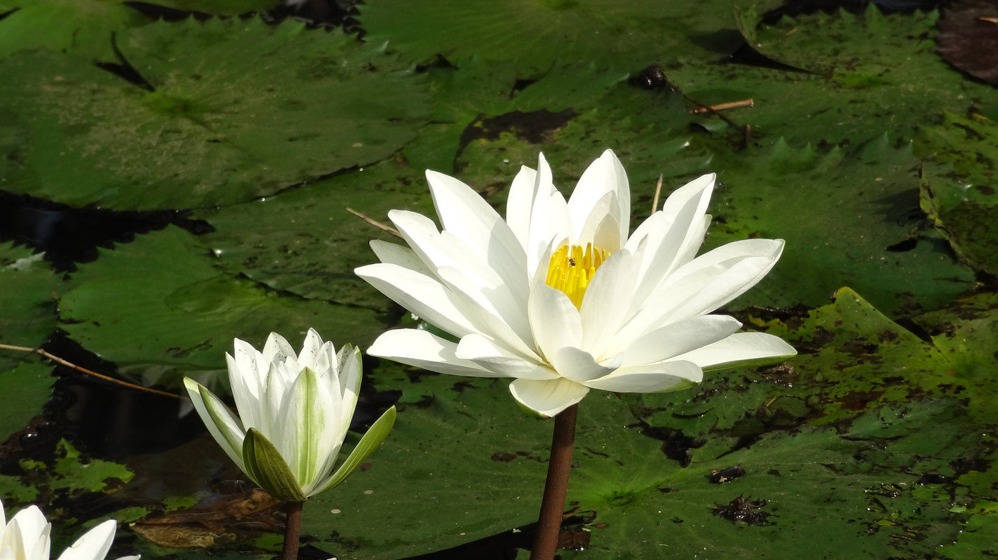 White Water Lily Nymphaea pubescens 10 Seeds