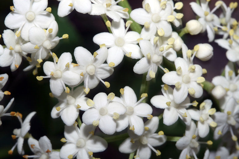 American Elderberry Sambucus canadensis 100 Seeds