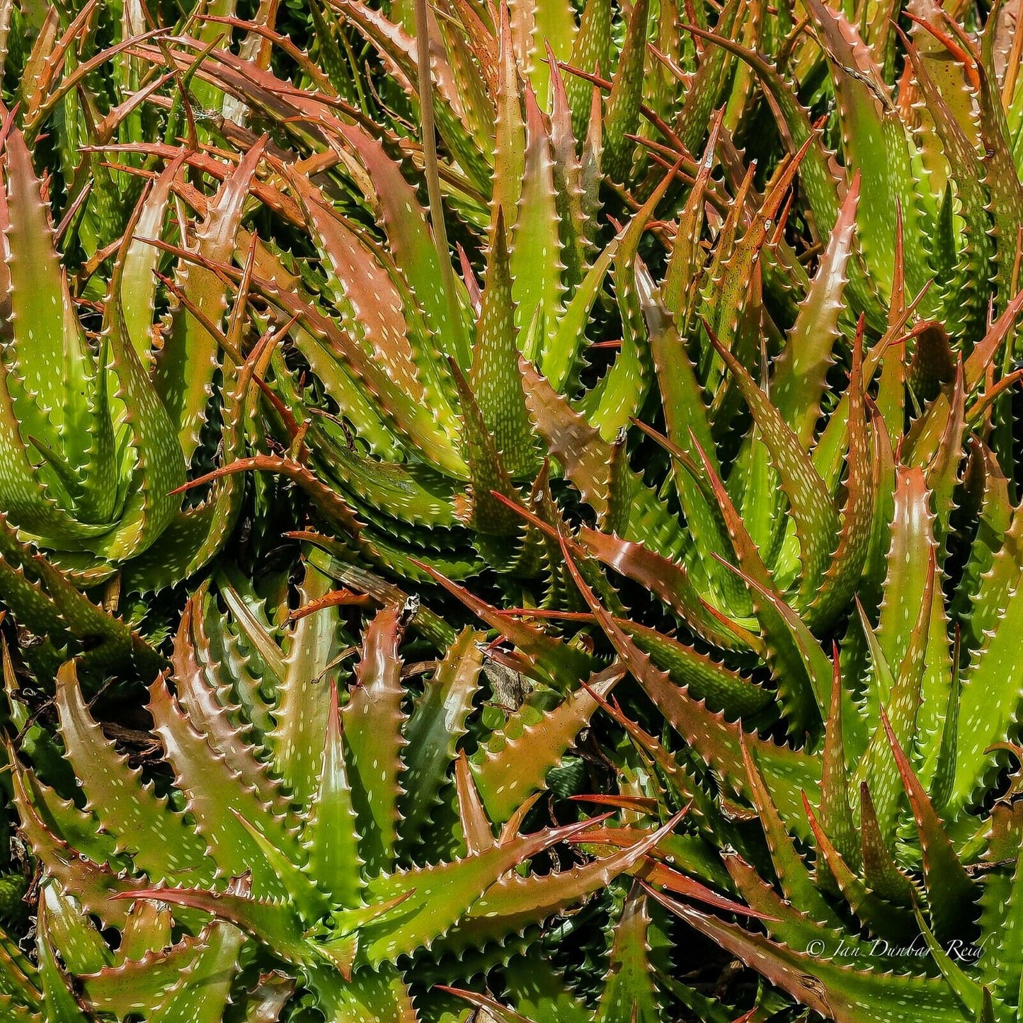 Aloe Vera  20 Seeds  Aloe barbadensis