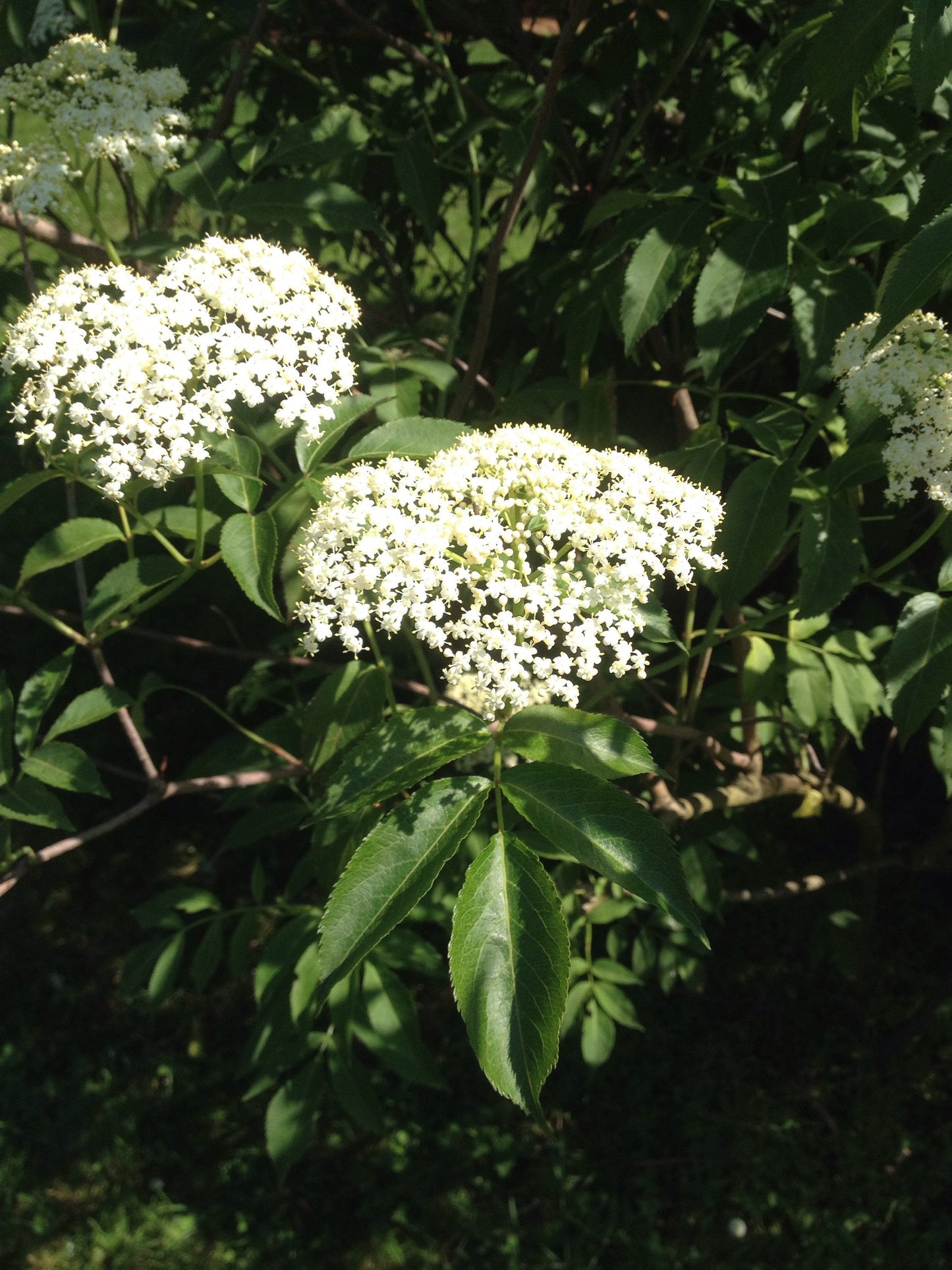 American Elderberry Sambucus canadensis 100 Seeds