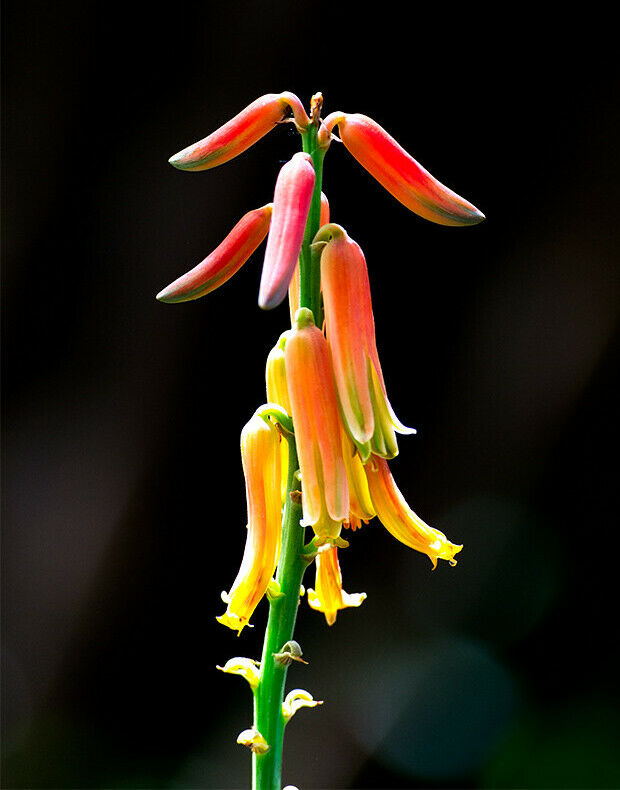 Aloe Vera  20 Seeds  Aloe barbadensis