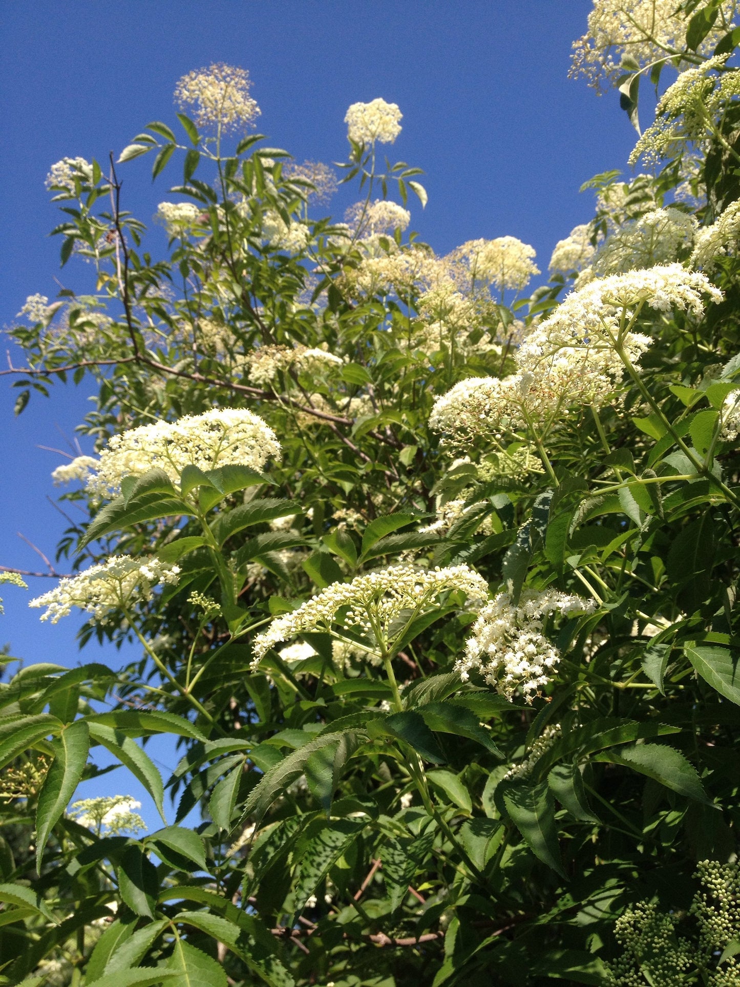American Elderberry Sambucus canadensis 100 Seeds