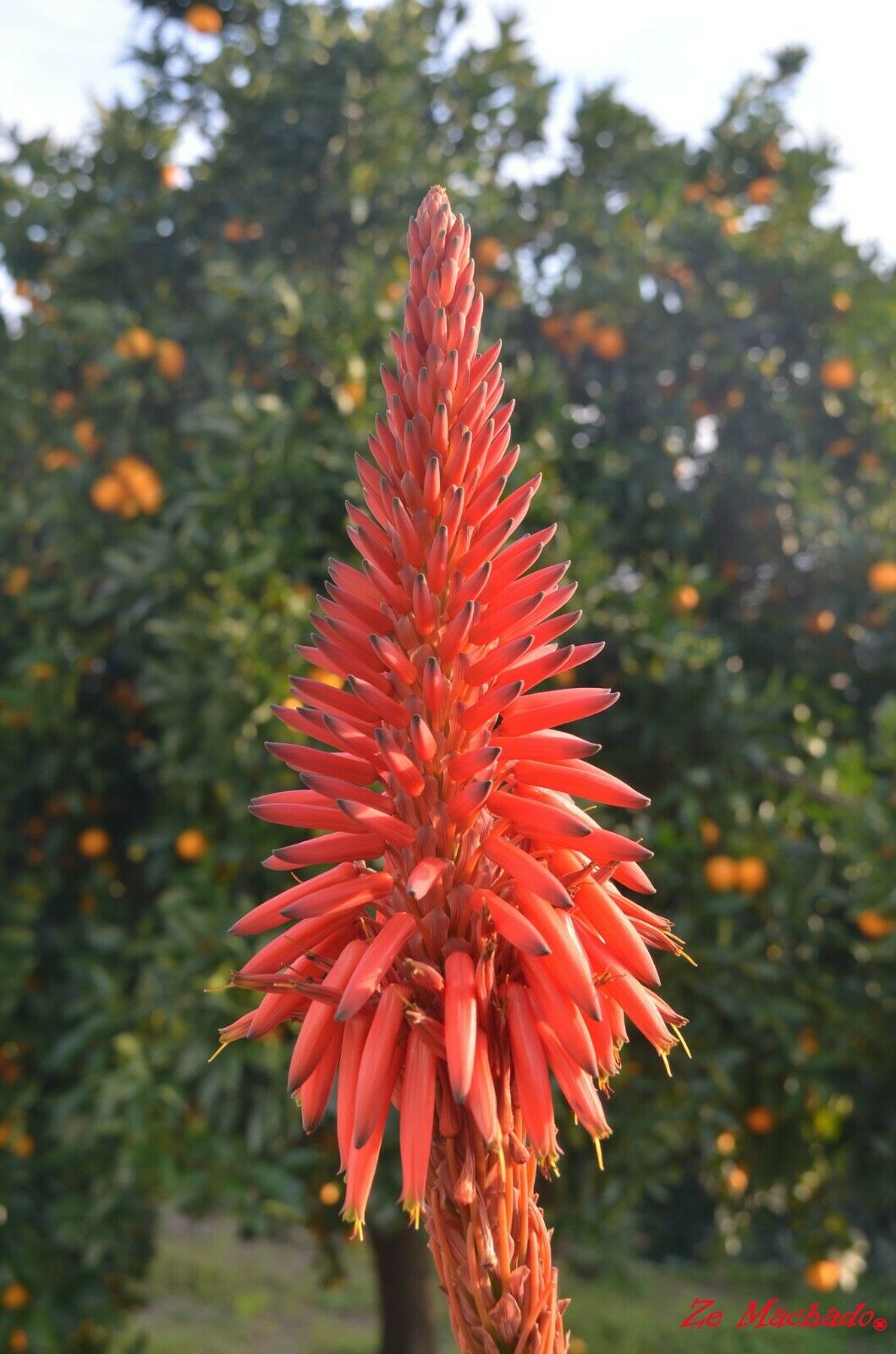 Aloe Vera  20 Seeds  Aloe barbadensis