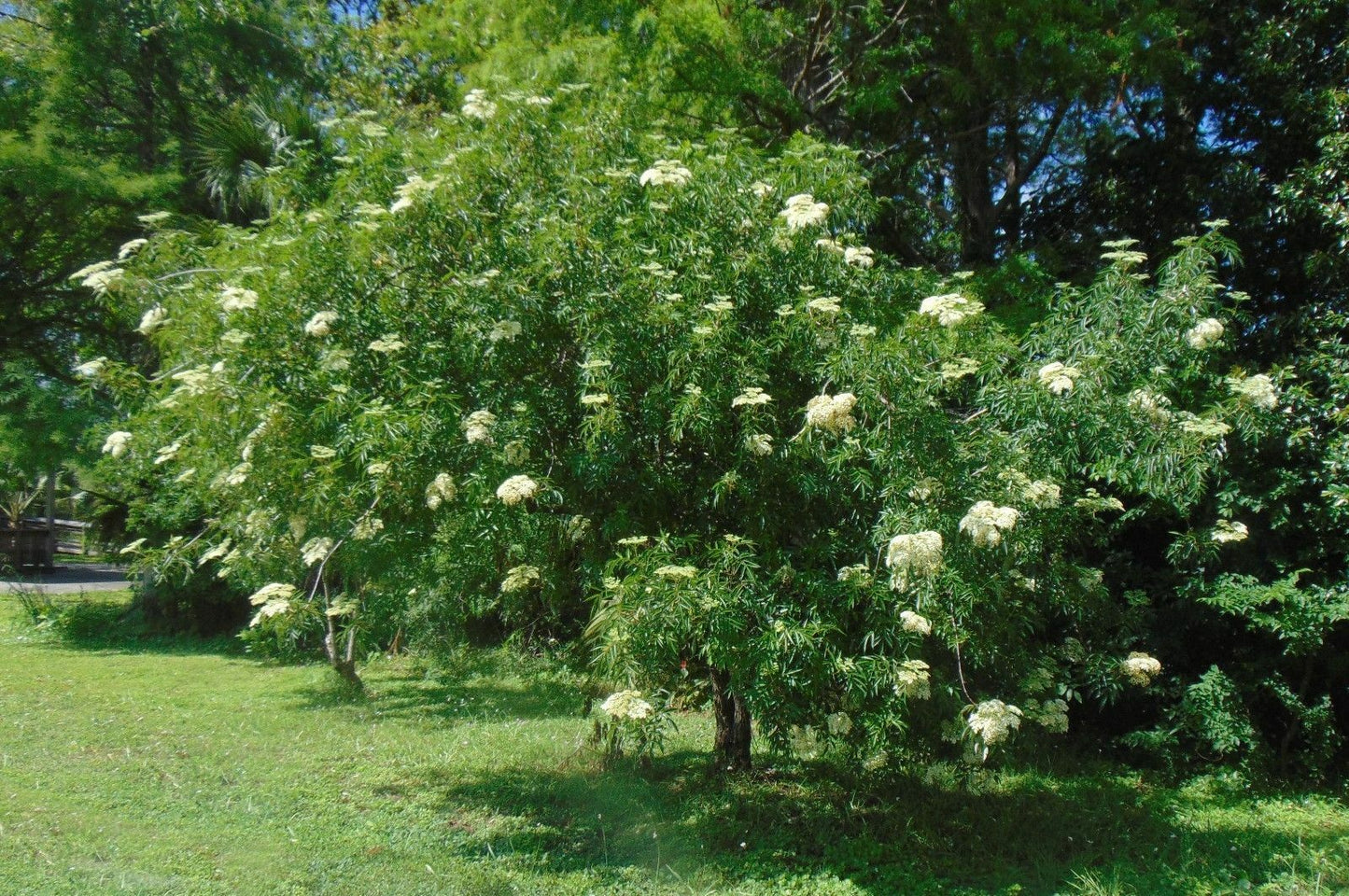 American Elderberry Sambucus canadensis 100 Seeds