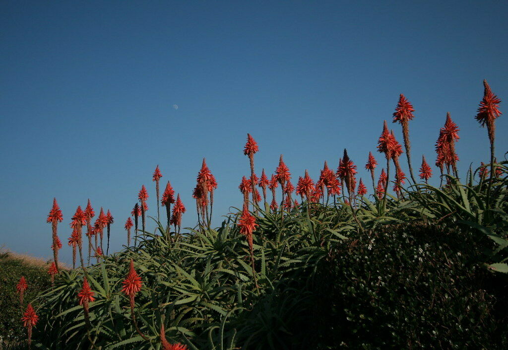 Aloe Vera  20 Seeds  Aloe barbadensis