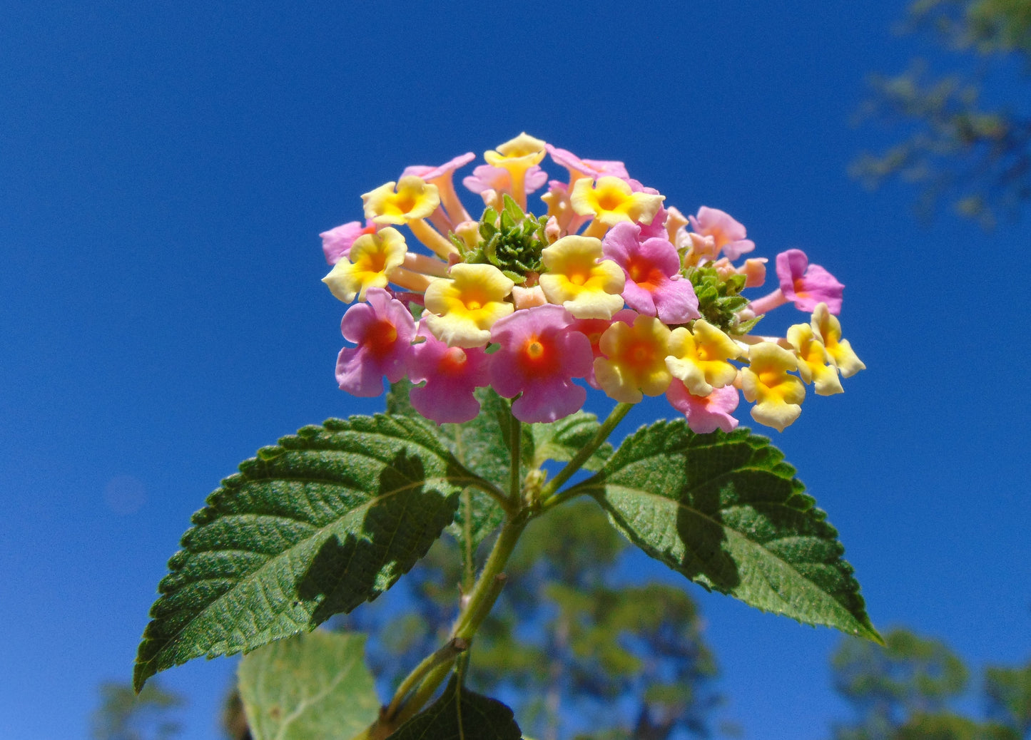 Pink Lantana  100 Seeds  Lantana camara